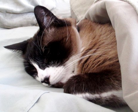 1622480_501494993294803_886567003_o