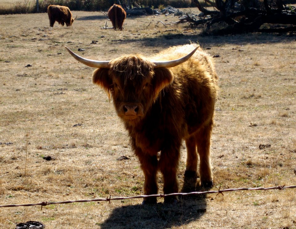 149614_284065528371085_2089998726_n