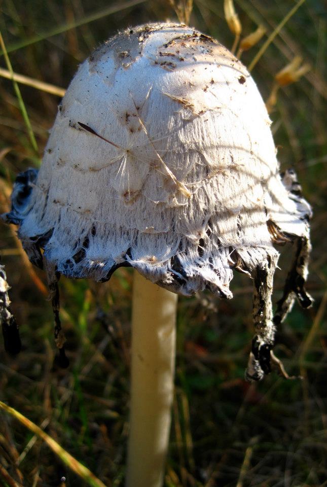 564803_284065095037795_933079899_n