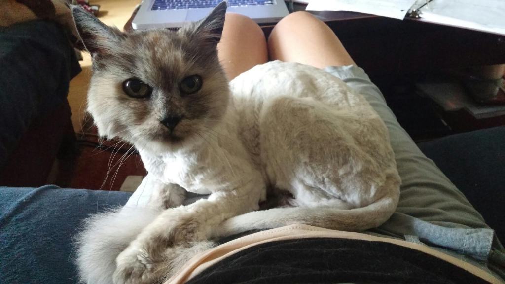 This image has an empty alt attribute; its file name is shaved.jpg